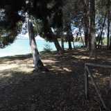 ...si tratta di alberi piantati qui dopo un�operazione di rimboschimento...